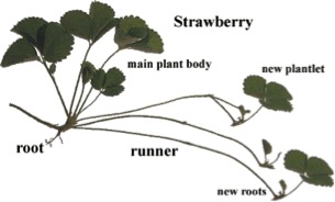 Diagram of a strawberry runner. Source: http://click4biology.info/c4b/9/plant9.1.htm
